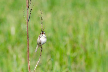 Warbler 'ın yaşam alanı, düşük alan derinliği, az ses