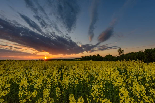 Sonnenuntergang Über Dem Feld Erweiterte Schatten Wenig Rauschen Und Geringe — Stockfoto