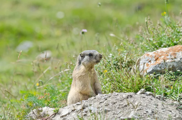 Attentive marmot — Stock Photo, Image