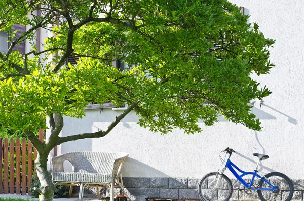 Cykel och träd — Stockfoto