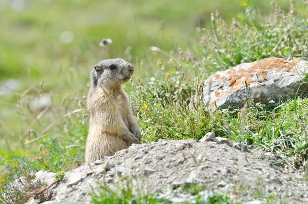 Attentive marmot — Stock Photo, Image