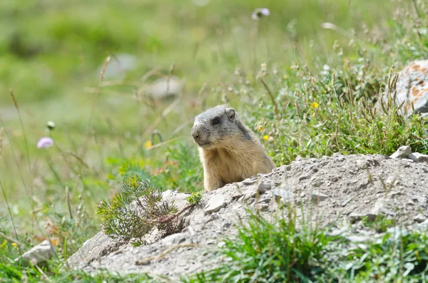 Attentive marmot — Stock Photo, Image