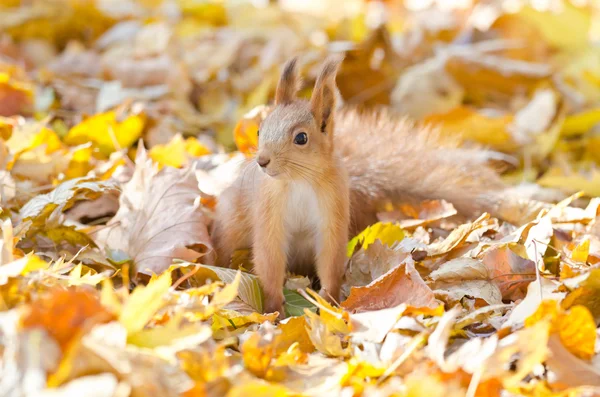 Red squirrel — Stock Photo, Image