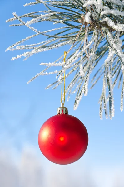 Χριστουγεννιάτικο δέντρο διακόσμηση σε ένα πεύκο Εικόνα Αρχείου