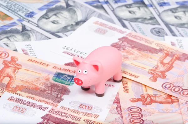 Pig on currencies Stock Image