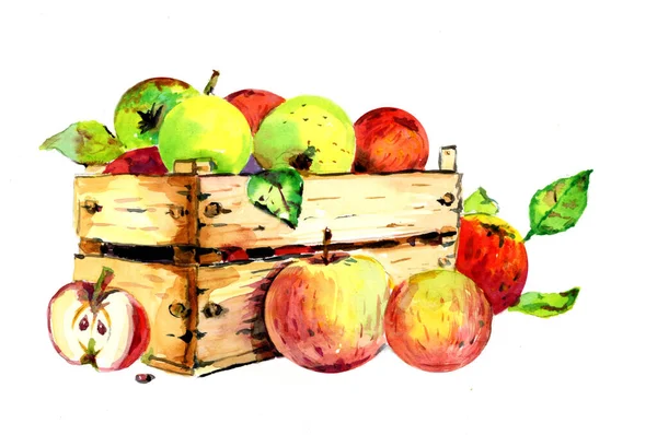 Υδατογραφία Κόκκινα Και Πράσινα Μήλα Συγκομιδή Των Μήλων Συλλέγεται Ένα — Φωτογραφία Αρχείου
