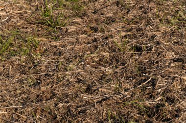 Hasattan sonra tarımsal toprak arkaplan dokusu görünür bitki kullanımı ve verimli toprak ile yakın çekim.