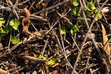 Hasattan sonra tarımsal toprak arkaplan dokusu görünür bitki kullanımı ve verimli toprak ile yakın çekim.