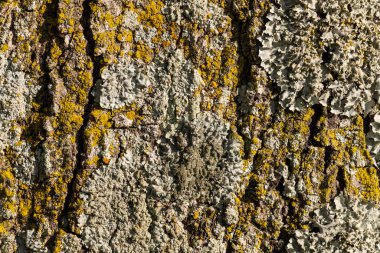 Büyük ağaç kabuğu dokusu arkaplanı ayrıntıları.