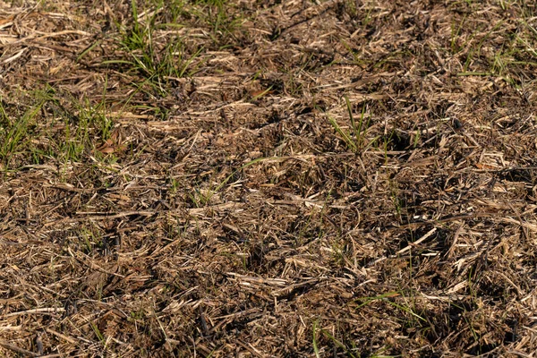 Textura Fundo Solo Agrícola Close Após Colheita Com Reutilização Vegetal — Fotografia de Stock