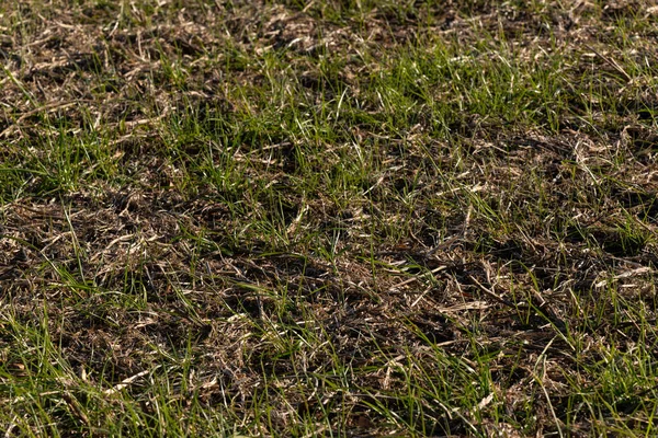 Textura Fundo Solo Agrícola Close Após Colheita Com Reutilização Vegetal — Fotografia de Stock