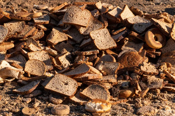 Rotting bread food scraps for organic soil or animal food.