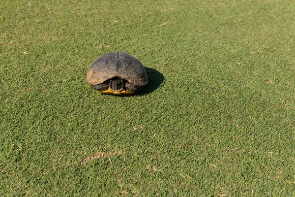 Wild Dunes Resort, South Carolina, USA - April 5, 2021. Wild turtle on golf course at Wild Dunes Resort, Isle of Palms, South Carolina.