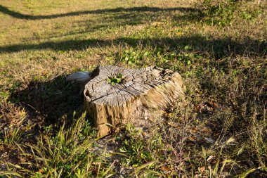 Bahçedeki yeşil çimlerin üzerinde kütük. Yaz parkında yaşlı ağaç kütüğü.