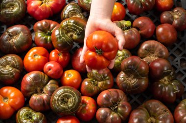 Satılık organik domatesler. Domates el ele tutuştu. Organik bahçe konsepti.