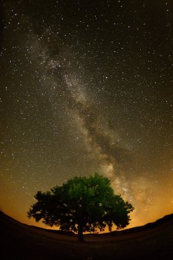 Yalnız ağaç alanda gece gökyüzü altında