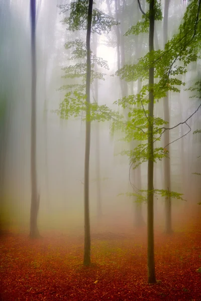 Jesień krajobraz w lesie — Zdjęcie stockowe