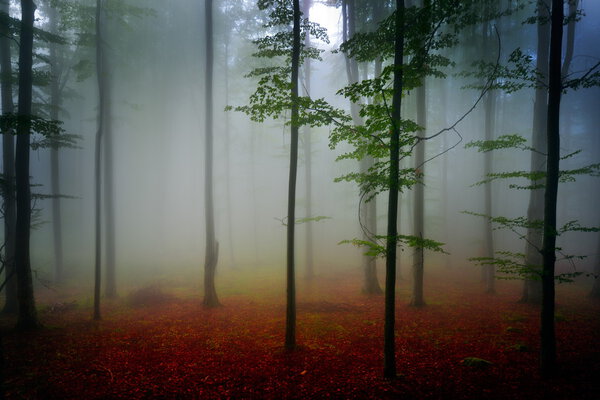 Autumn landscape in the woods on foggy morning