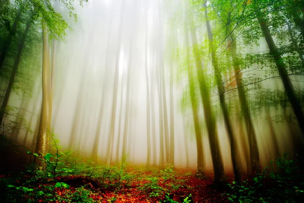 森の秋の風景 — ストック写真