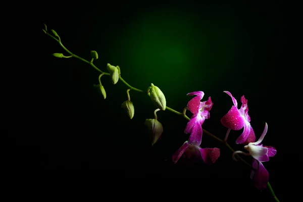 Ramo do Orchid com gotas de água nele — Fotografia de Stock