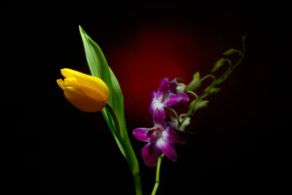 Orchid branch and tulip with water drops on them — Stock Photo, Image