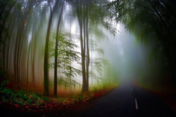 Autumn landscape in the forest on foggy morning