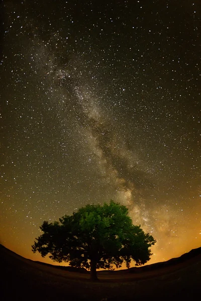 Eenzame boom op veld onder de nachtelijke hemel — Stockfoto