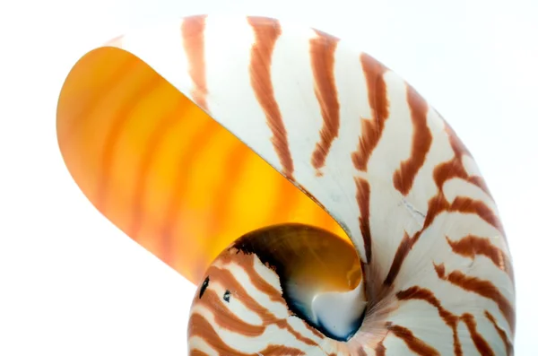 Secção de casca de Nautilus — Fotografia de Stock