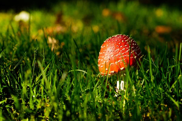 Champiñones en el bosque — Foto de Stock