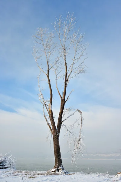 Paesaggio invernale — Foto Stock