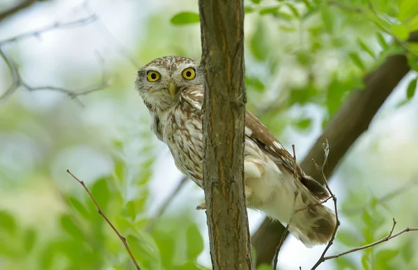 La petite chouette dans l'habitat naturel (Athene noctua) — Photo