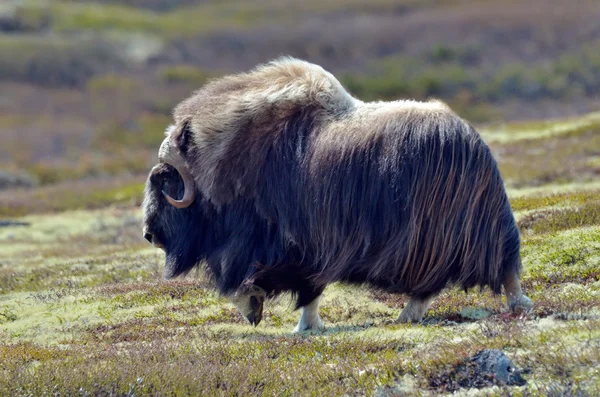 Musk ox — Stock Photo, Image