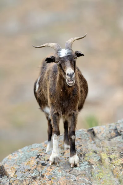 Домашня коза на полі навесні — стокове фото