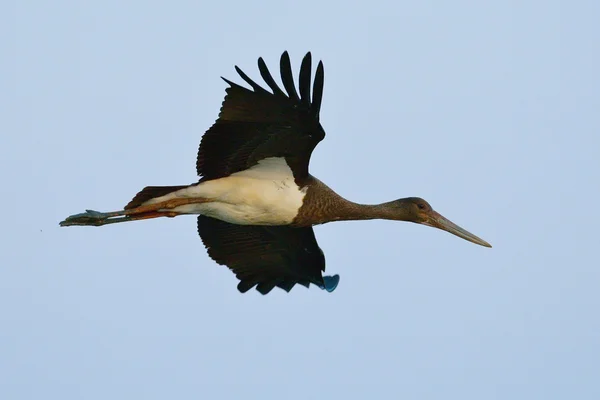 Black Stork - Ciconia nigra — Stock Photo, Image