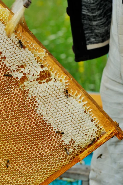 Arbetstagaren bina på honeycomb — Stockfoto