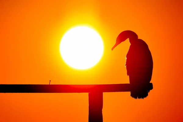Silhouette de cormoran dans la lumière du coucher du soleil — Photo