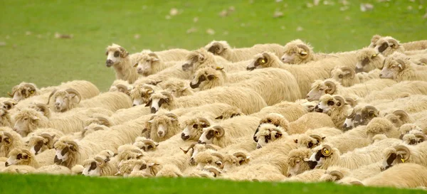 Flock of sheep on field — Stock Photo, Image