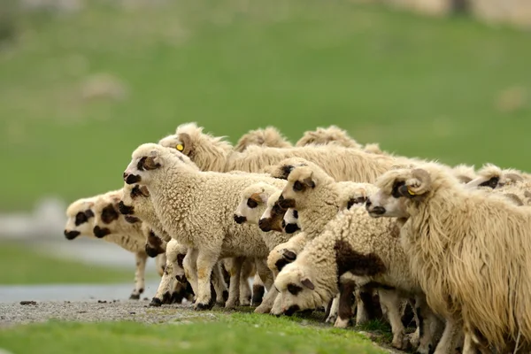 Schafherde auf dem Feld — Stockfoto