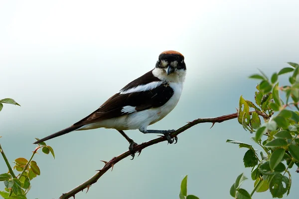 Dzierzba Woodchat (Lanius senator) wznosi się na oddział — Zdjęcie stockowe