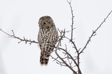 Ural baykuş (strix uralensis doğal ortamlarında)