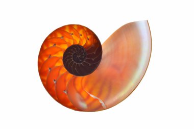Beyaz arka plan üzerinde izole nautilus kabuğu