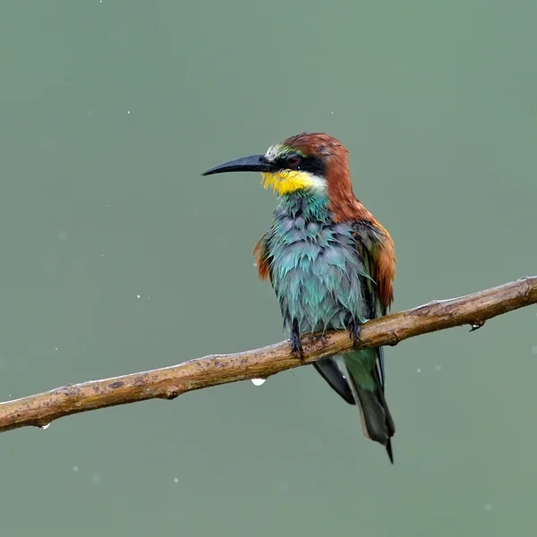 European bee-eater (Merops Apiaster) in natural habitat — Stock Photo, Image