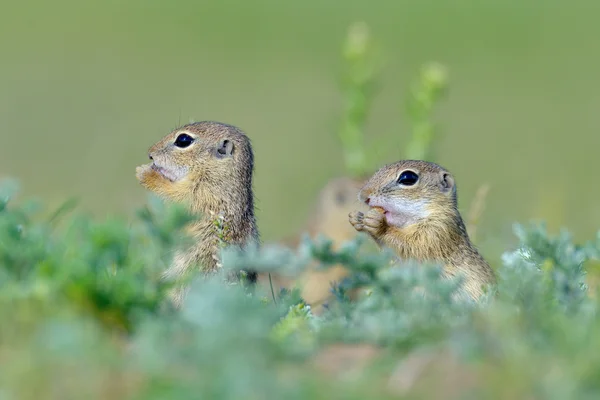 Europeiska marken ekorre (Spermophilus citellus) — Stockfoto