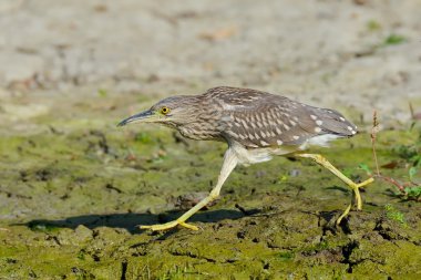 Gri balıkçıl avını için izliyor
