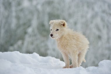 küçük bir beyaz köpek Kışın açık