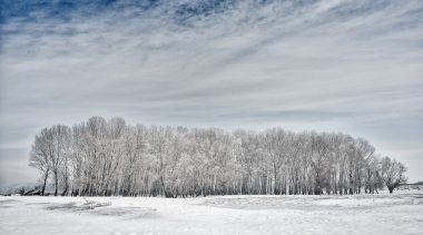 Frost ile kış güzel peyzaj ağaçları ile kaplı