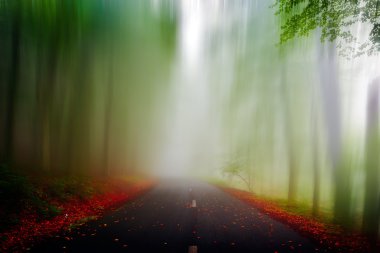 Ormanda sonbahar manzarası