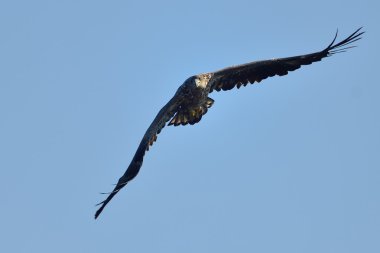 Beyaz kuyruklu kartal (Haliaeetus albicilla)