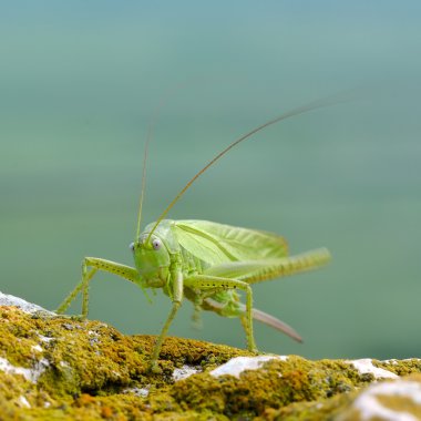 Büyük yeşil Bush-kriket (Tettigonia viridissima) 