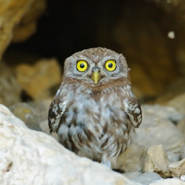 Doğal ortamdaki küçük baykuş (Athene noctua)